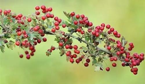 jackpot·(中国区)官方网站